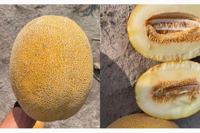 Продам Диню! Мілкий та великий гурт від виробника- фото № 1