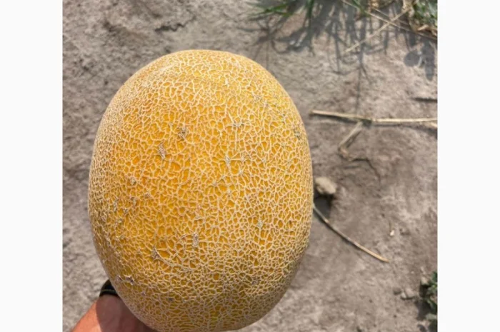 Продам Диню! Мілкий та великий гурт від виробника- фото № 2