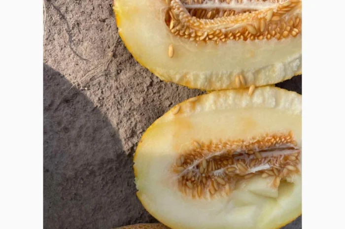 Продам Диню! Мілкий та великий гурт від виробника- фото № 3