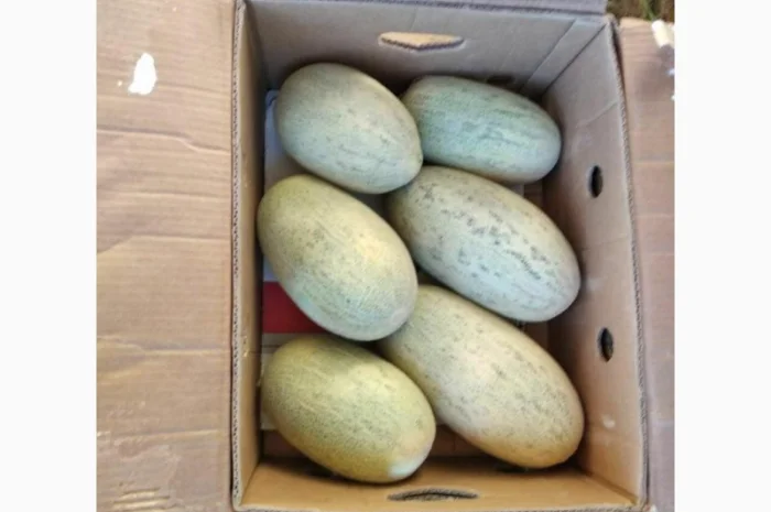 Дыня Торпеда- фото № 1