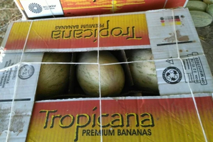 Дыня Торпеда- фото № 2