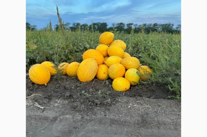 Продам диню наполетано гіалло миколаївська область- фото № 1