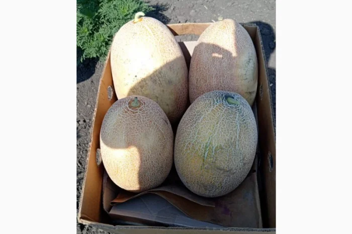 Продам солодку діню, гурт- фото № 1