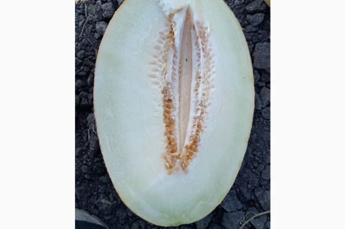 Продам солодку діню, гурт- фото № 2