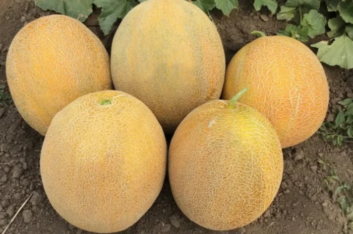 Продам солодку діню, гурт- фото № 3