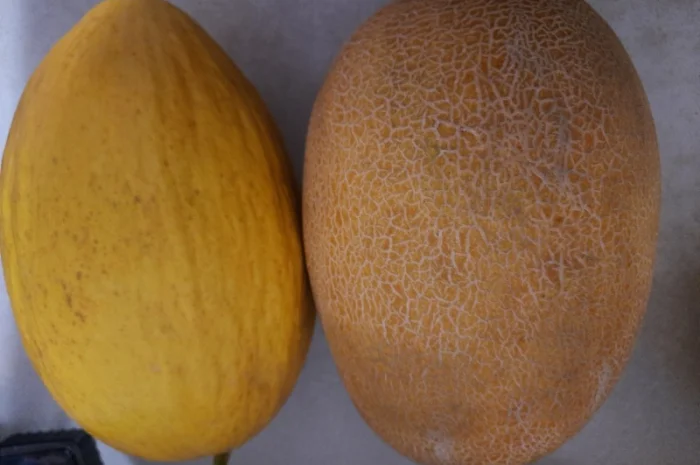 Продам дыню- фото № 1