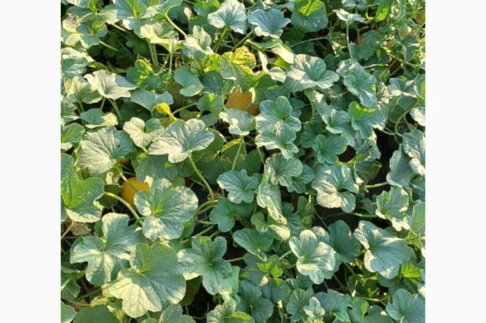 Продам дыню- фото № 2