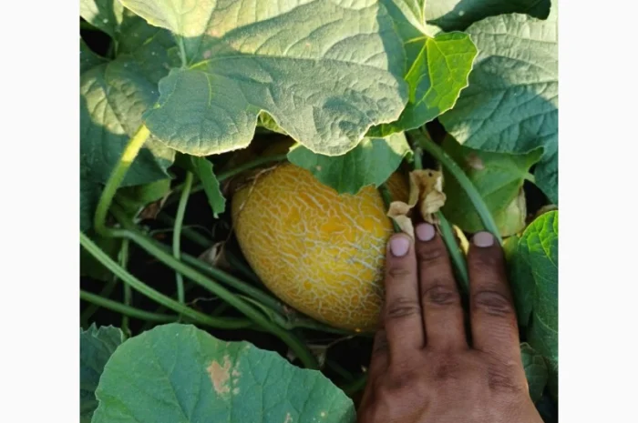 Продам дыню- фото № 3