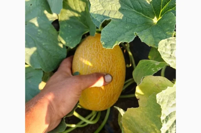 Продам дыню- фото № 4