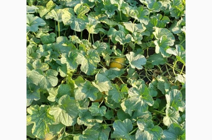 Продам дыню- фото № 5