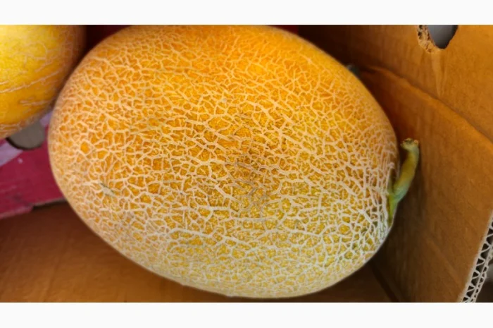 Продам диню Сара F1- фото № 2