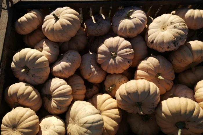 Продам Тыкву- фото № 1