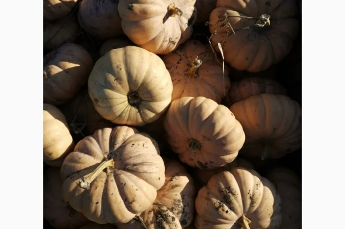 Продам Тыкву- фото № 3