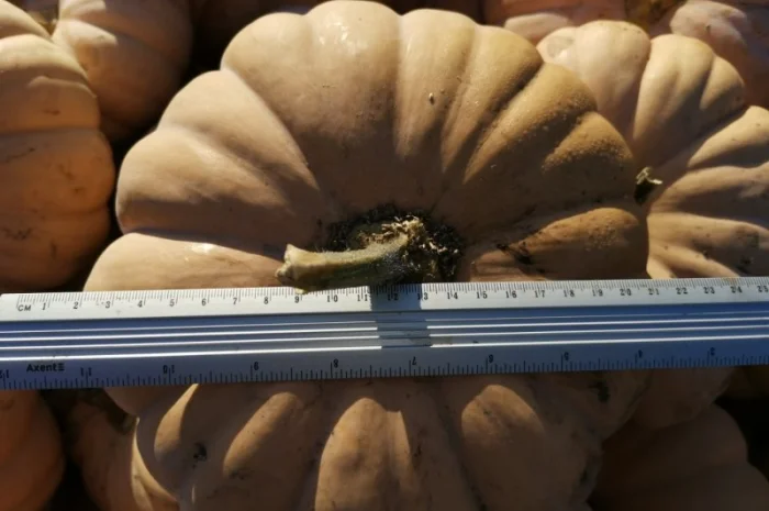 Продам Тыкву- фото № 4