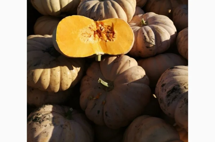 Продам Тыкву- фото № 6