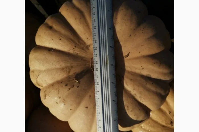 Продам Тыкву- фото № 7