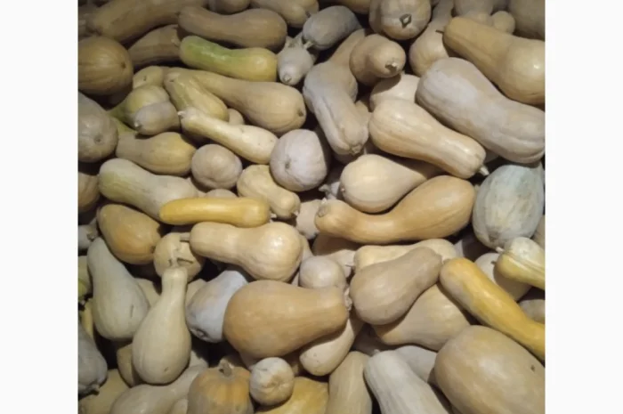 Продам Гарбузи- фото № 1