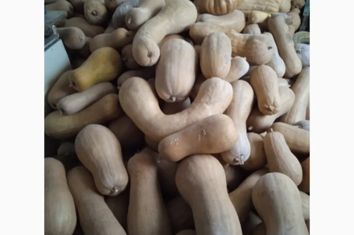 Продам Гарбузи- фото № 10