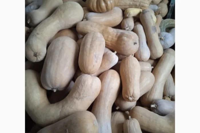 Продам Гарбузи- фото № 11