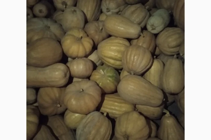 Продам Гарбузи- фото № 12