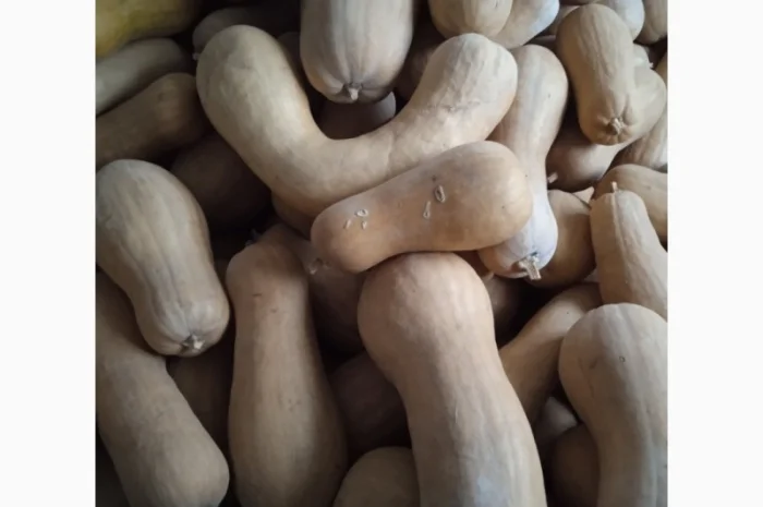 Продам Гарбузи- фото № 13