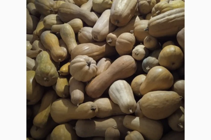 Продам Гарбузи- фото № 15