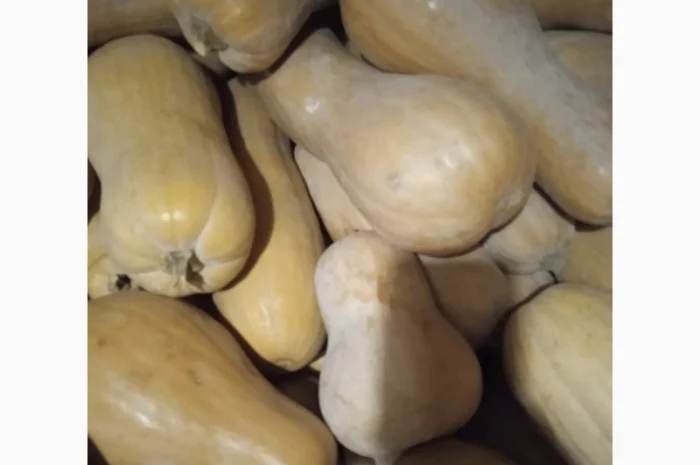 Продам Гарбузи- фото № 16