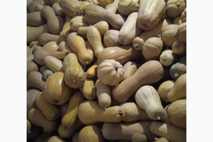 Продам Гарбузи- фото № 3