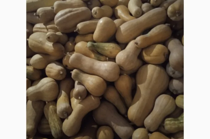 Продам Гарбузи- фото № 4