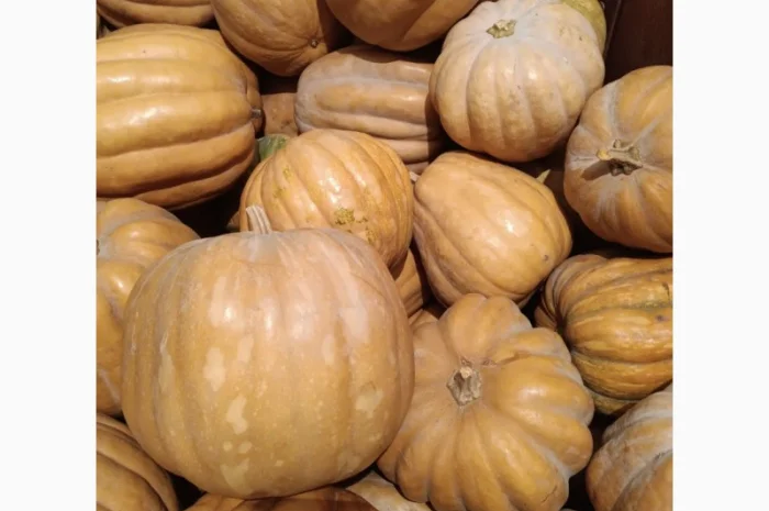 Продам Гарбузи- фото № 6