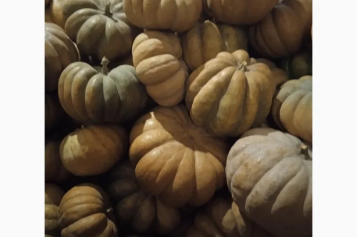 Продам Гарбузи- фото № 7