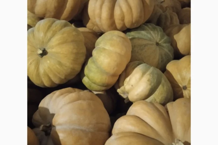 Продам Гарбузи- фото № 8