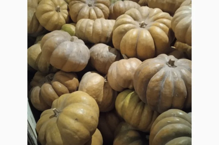 Продам Гарбузи- фото № 9