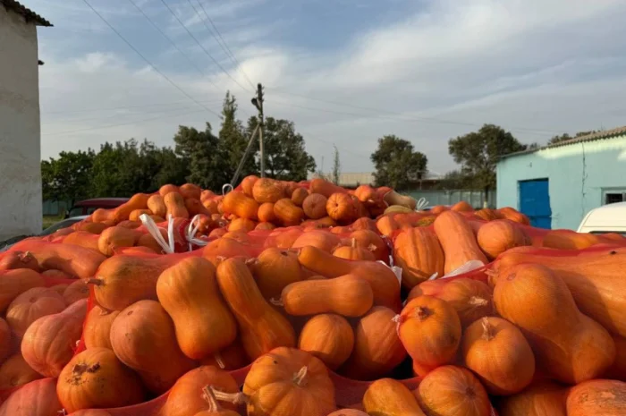 Куплю гарбуз мускатний- фото № 1