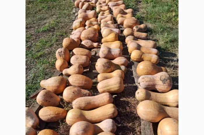 Тыква гималайська арабская шыпшыну сушену- фото № 2