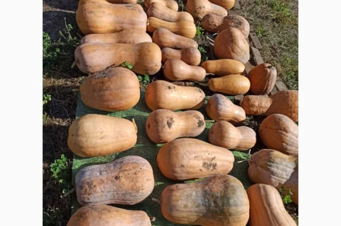 Тыква гималайська арабская шыпшыну сушену- фото № 3