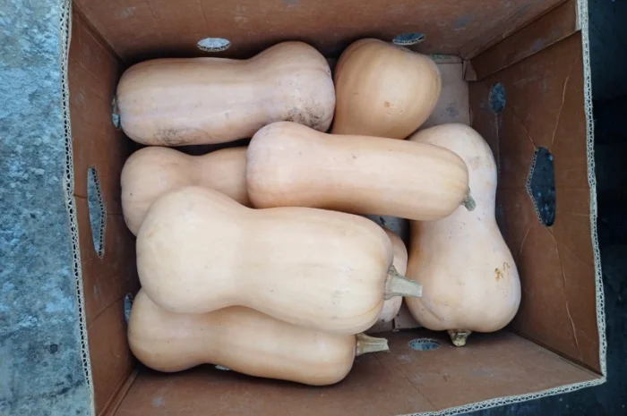 Продам тикву баттернат- фото № 2