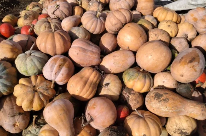 Продам гарбузи до 5 тон- фото № 1