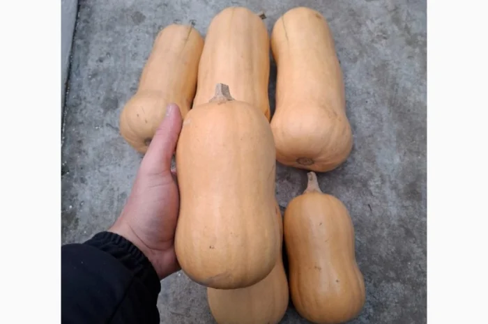 Продам мускатний гарбуз, баттернат- фото № 1