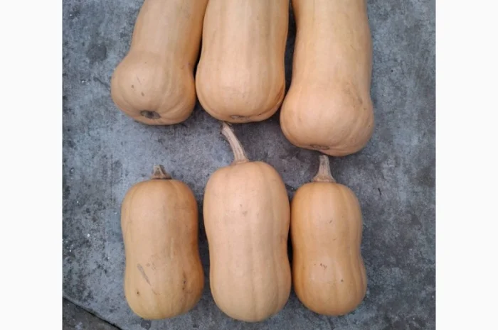 Продам мускатний гарбуз, баттернат- фото № 2