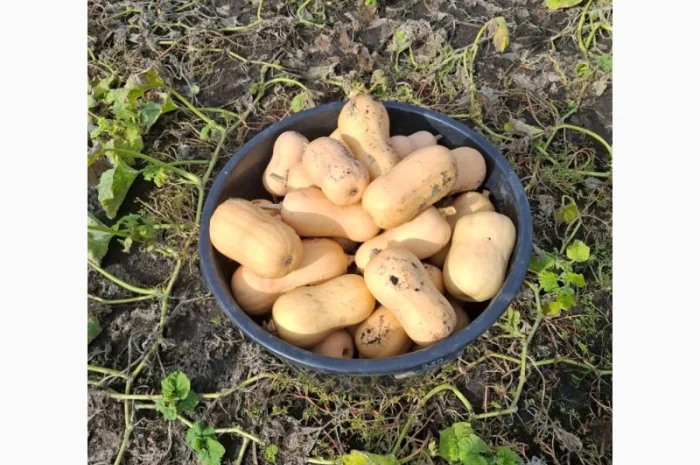 Продам мускатний гарбуз, баттернат- фото № 3