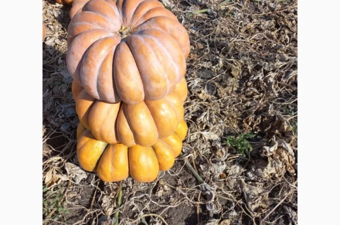 Продам тыкву- фото № 1