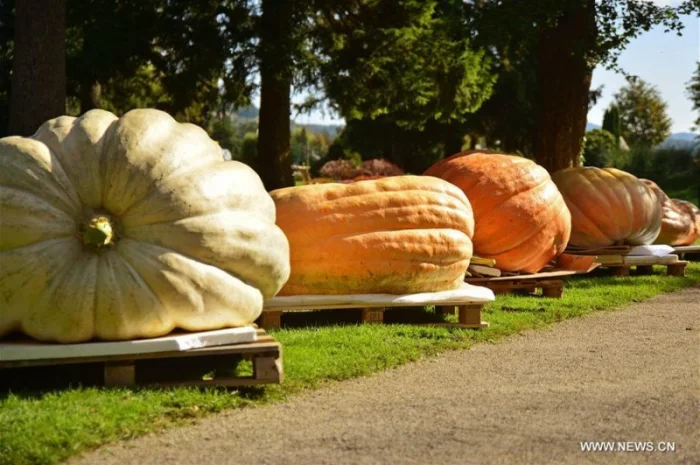 Купую гарбузи 12+ гуртом- фото № 1