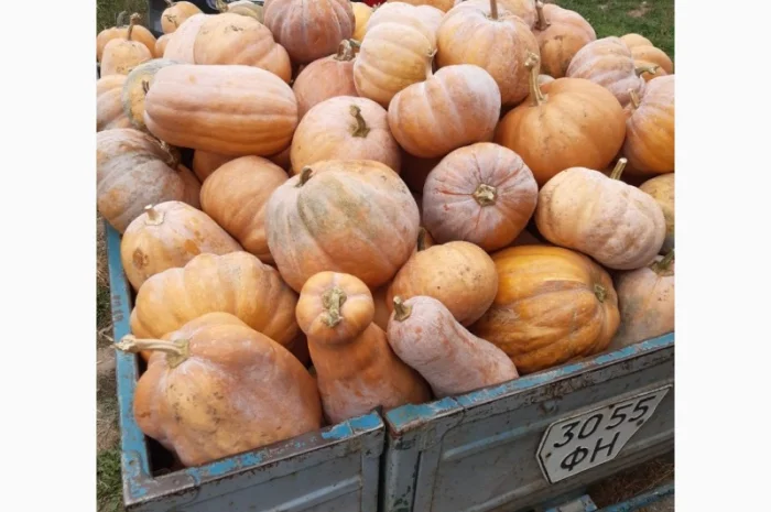 Продам гарбуз (тыкву) урожай 2024 року- фото № 2