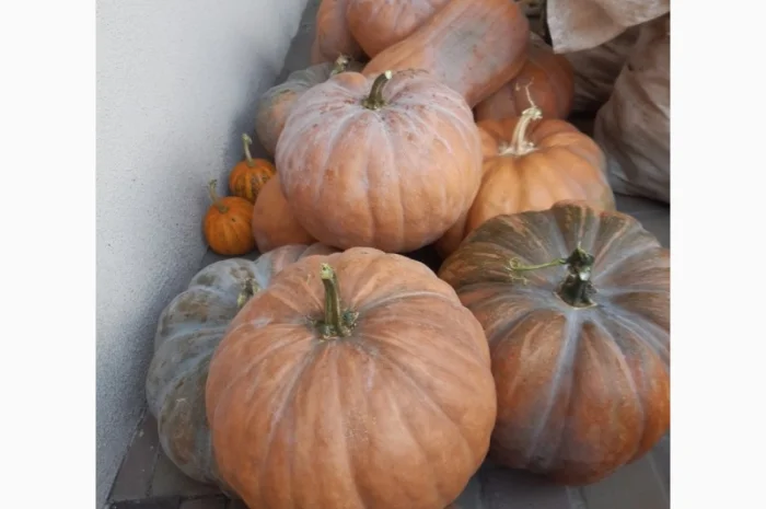 Продам гарбуз (тыкву) урожай 2024 року- фото № 1