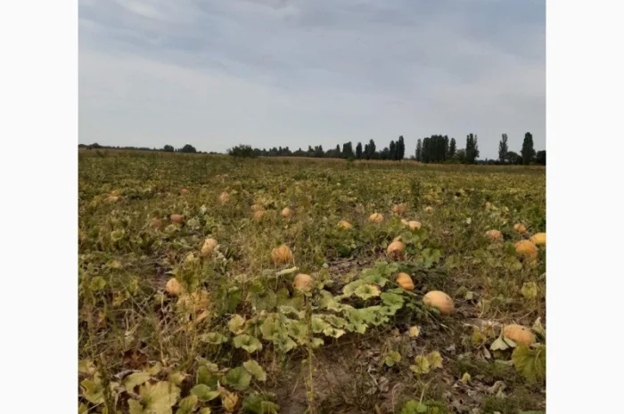 Продам гарбуз (тыкву) урожай 2024 року- фото № 3