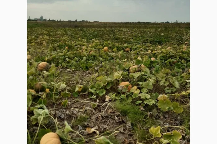 Продам гарбуз (тыкву) урожай 2024 року- фото № 4