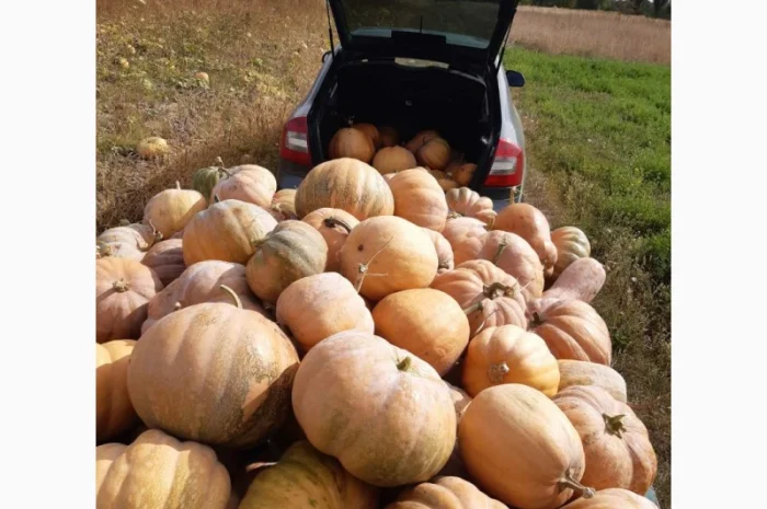 Продам гарбуз (тыкву) урожай 2024 року- фото № 5
