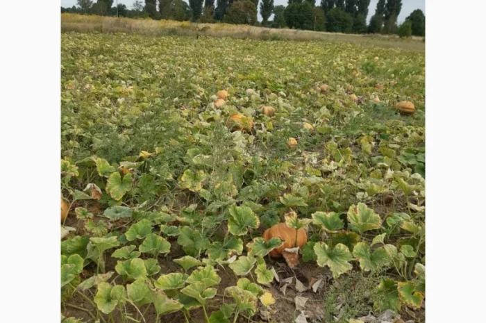 Продам гарбуз (тыкву) урожай 2024 року- фото № 6