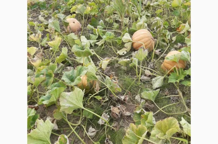 Продам гарбуз (тыкву) урожай 2024 року- фото № 7